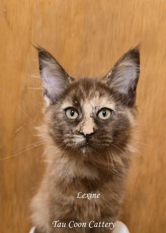 Lexine Tortie photo 63