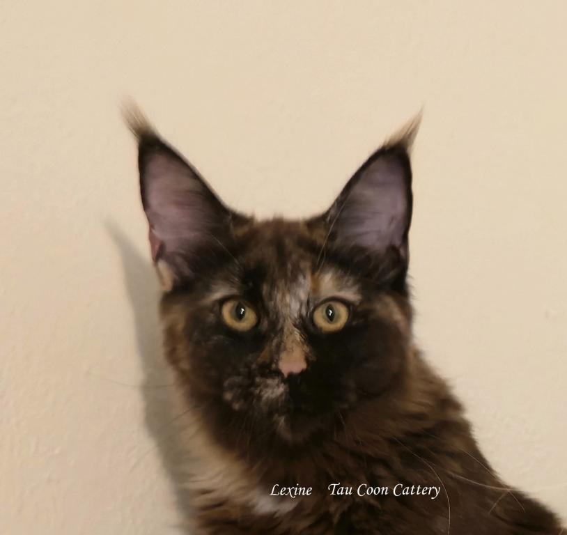 Lexine Tortie photo 18