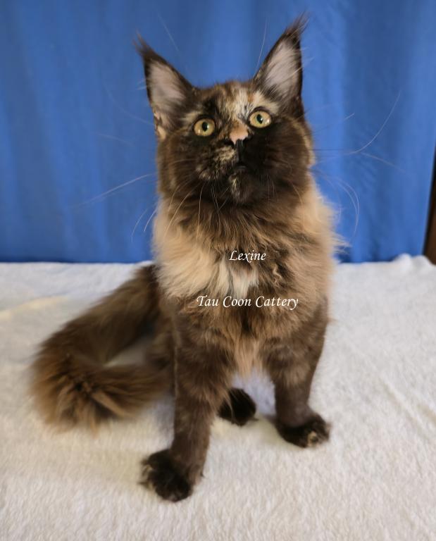 Lexine Tortie photo 43
