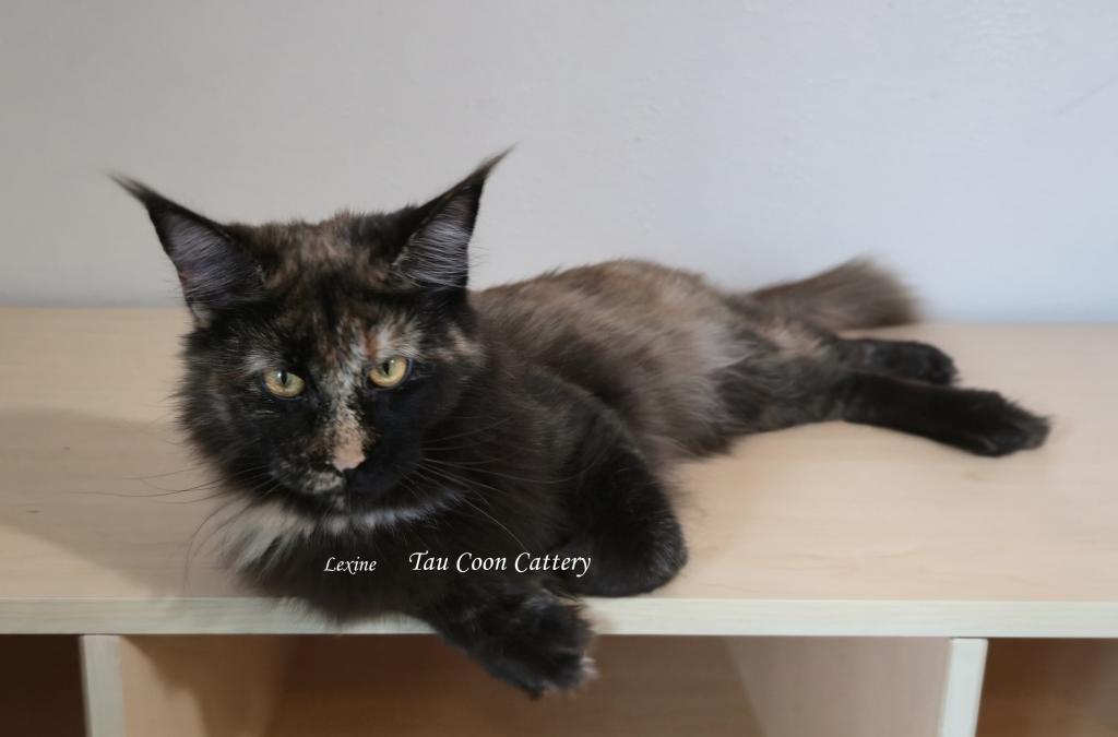 Lexine Tortie photo 11