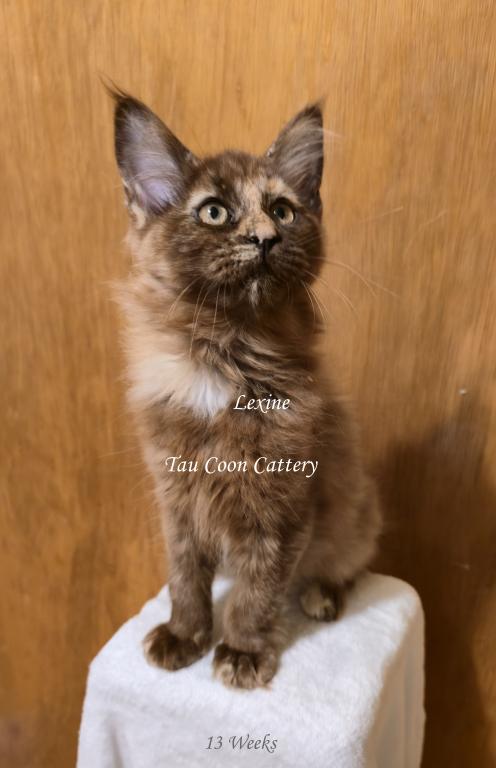 Lexine Tortie photo 72