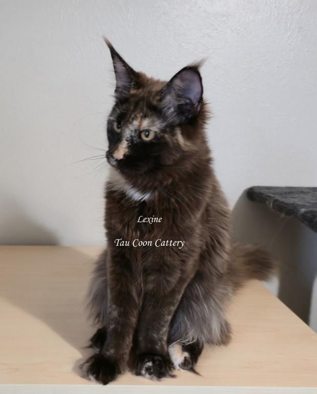 Lexine Tortie photo 15