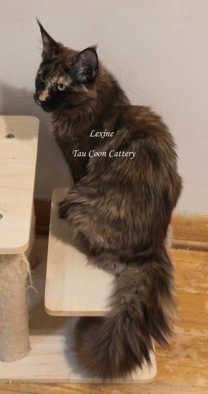 Lexine Tortie photo 21