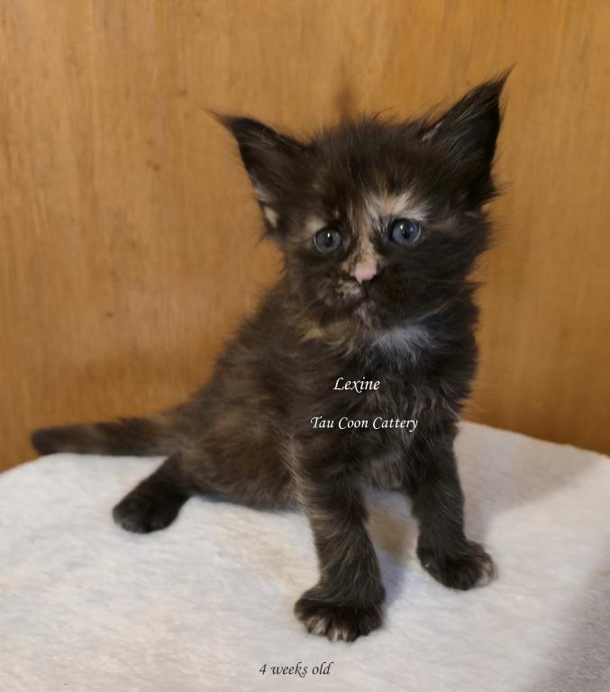 Lexine Tortie photo 4