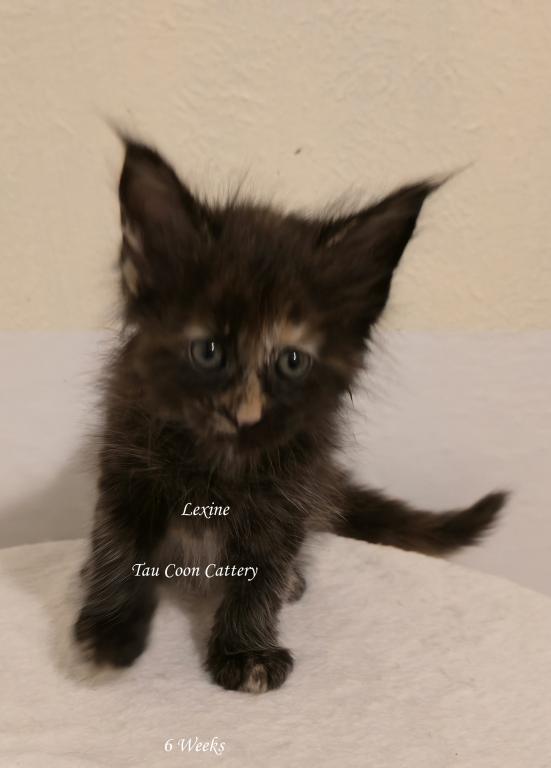 Lexine Tortie photo 91