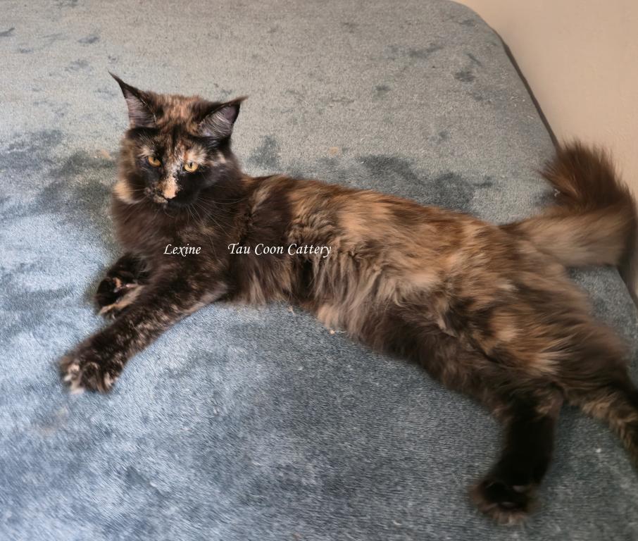 Lexine Tortie photo 10