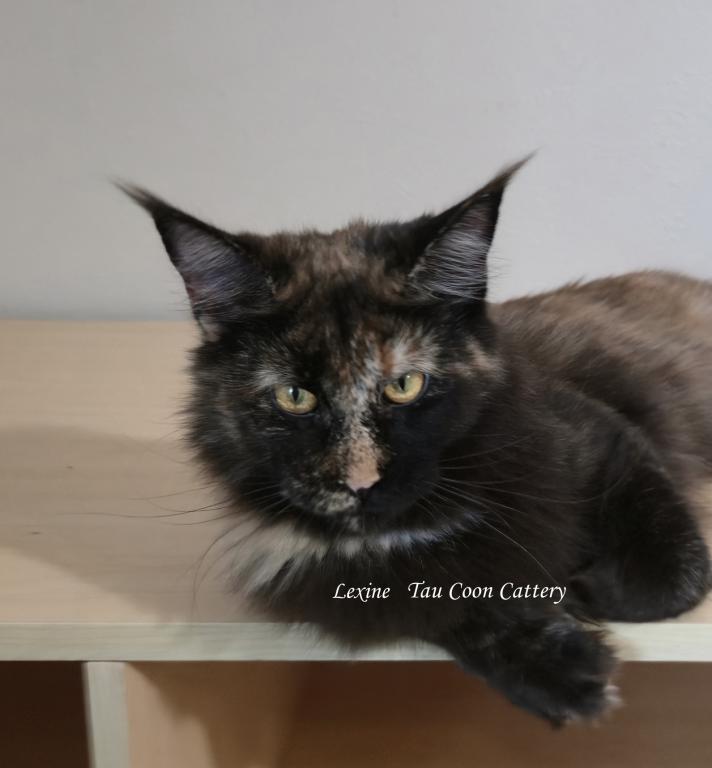 Lexine Tortie photo 12