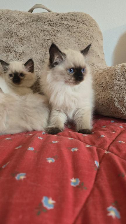 Ragdoll Kittens photo 6