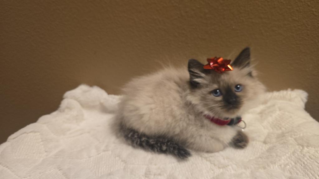 Ragdoll Kittens