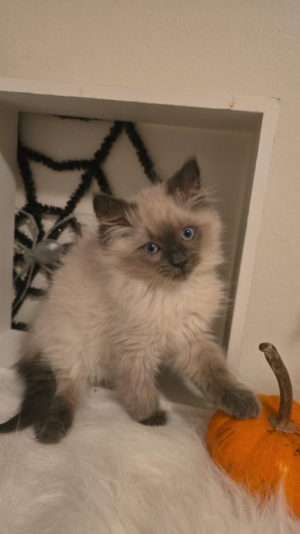 Ragdoll Kittens photo 5