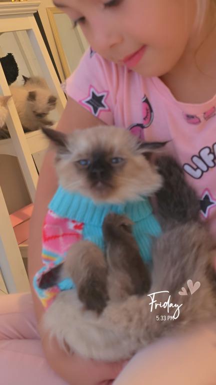 Ragdoll Kittens photo 4