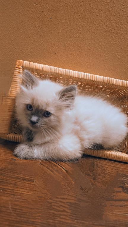 Ragdoll Kittens photo 3