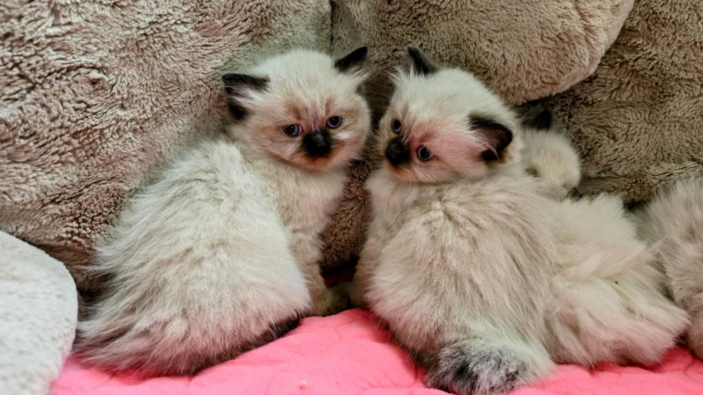 Ragdoll Kittens photo 2