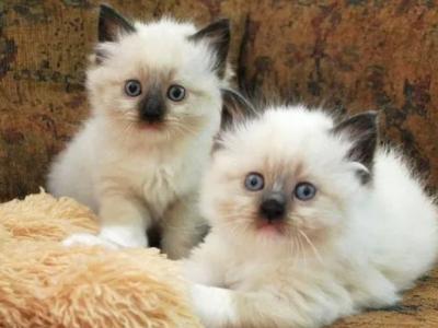 Rebeccas Ragdolls photo 2