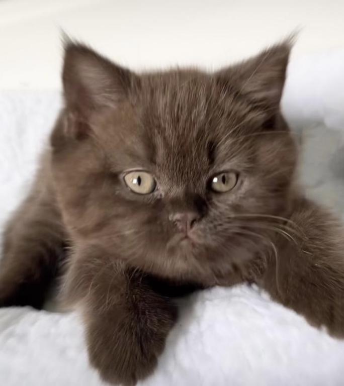 Chocolate Litter