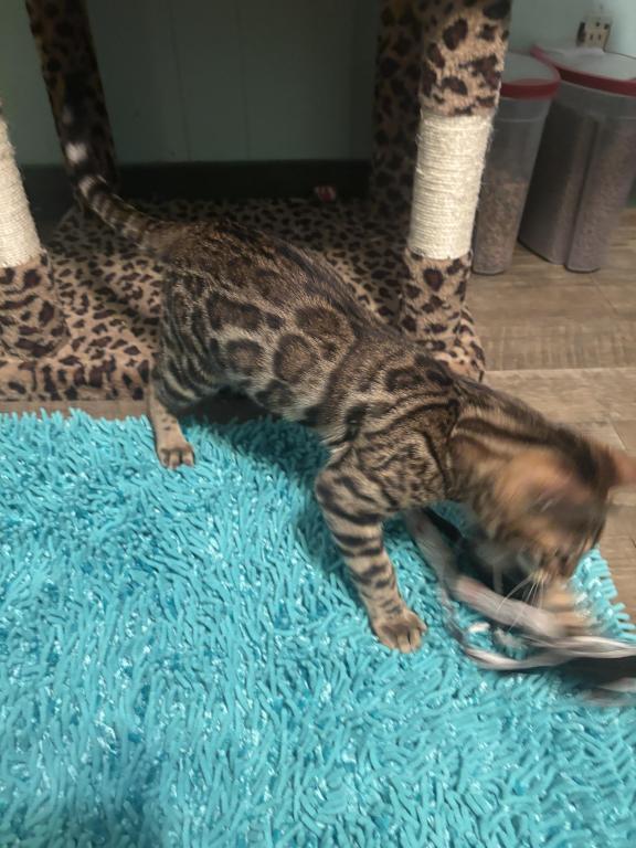 1 Male Available 2 Males Sold photo 2
