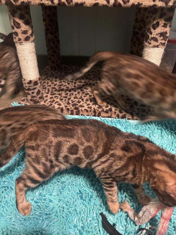 1 Male Available 2 Males Sold photo 4
