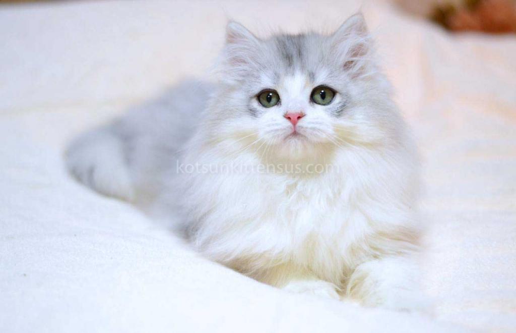 Romka Green Eyes British Silver Bicolor photo 4