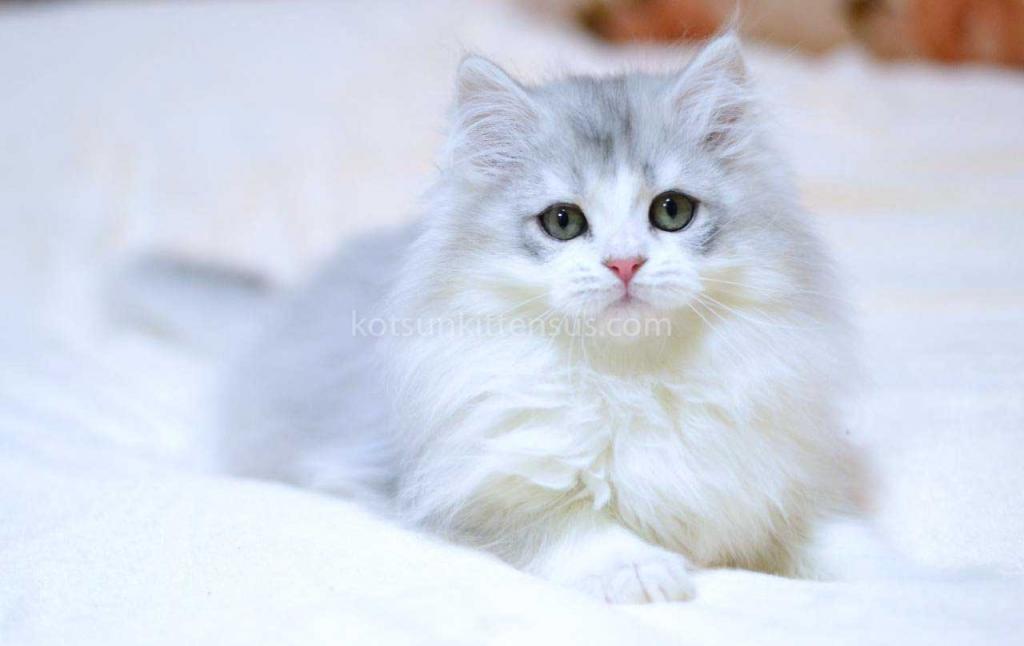 Romka Green Eyes British Silver Bicolor photo 6