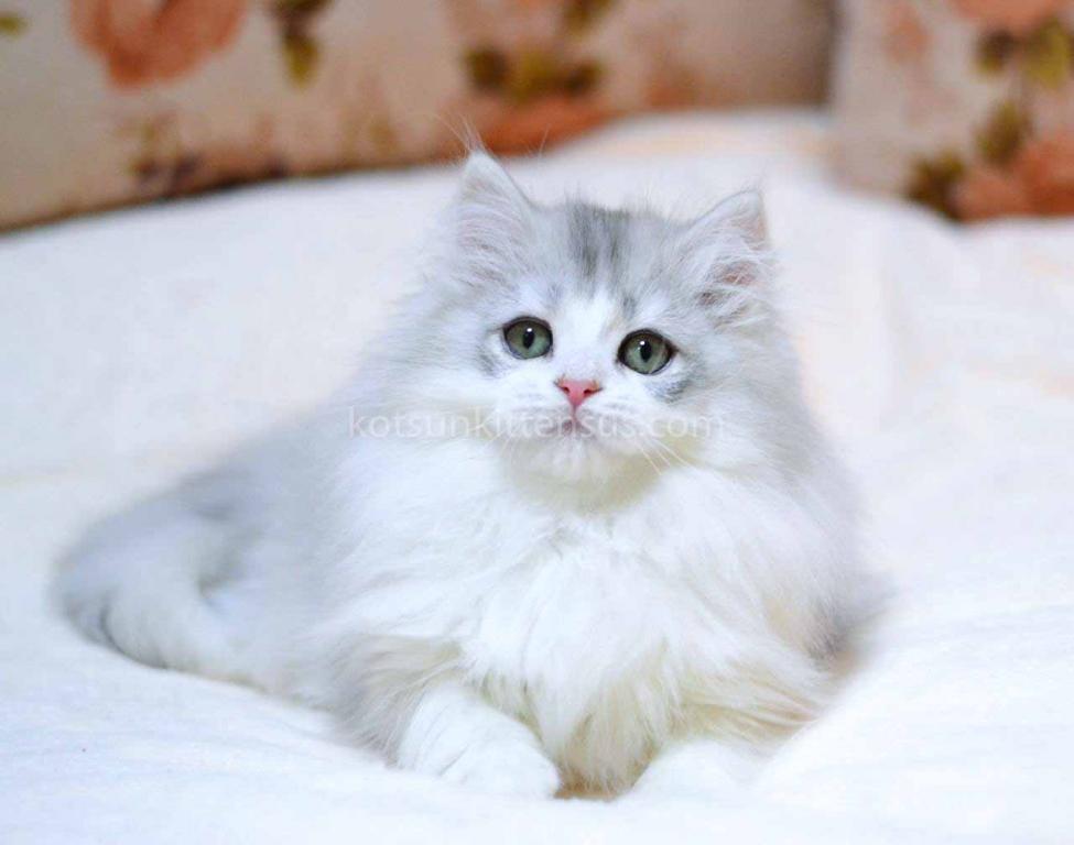Romka Green Eyes British Silver Bicolor