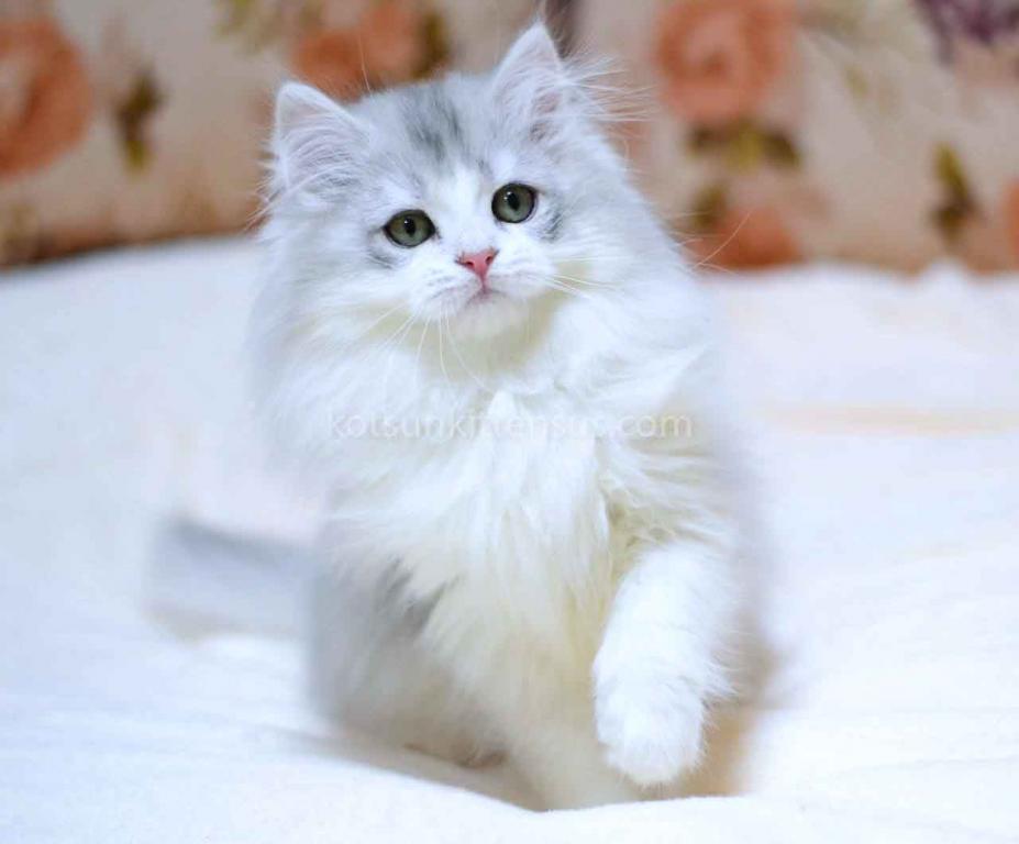Romka Green Eyes British Silver Bicolor photo 3