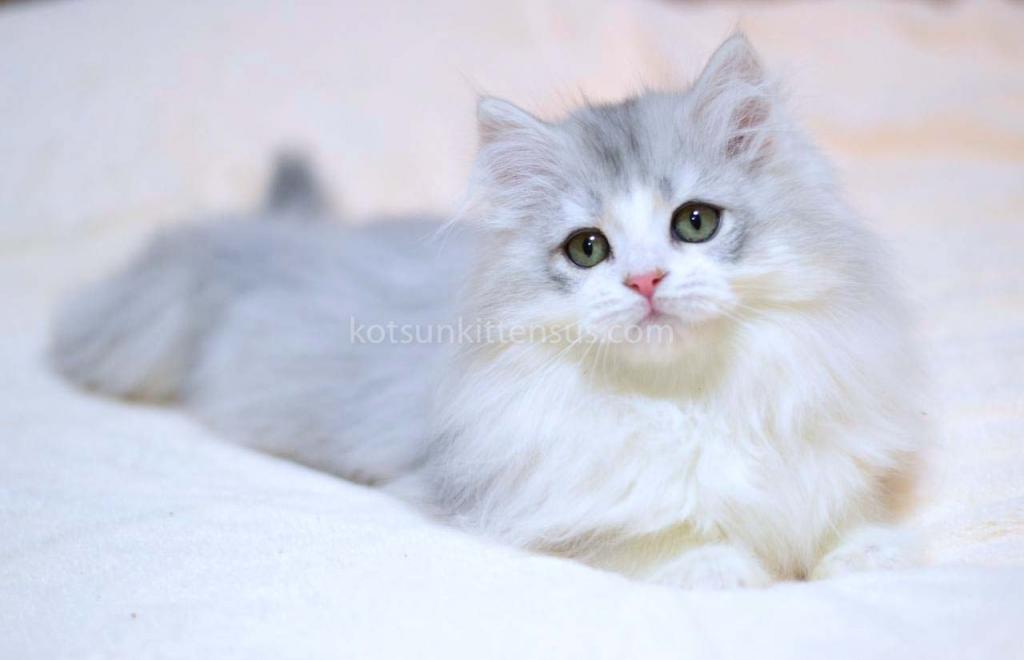 Romka Green Eyes British Silver Bicolor photo 2