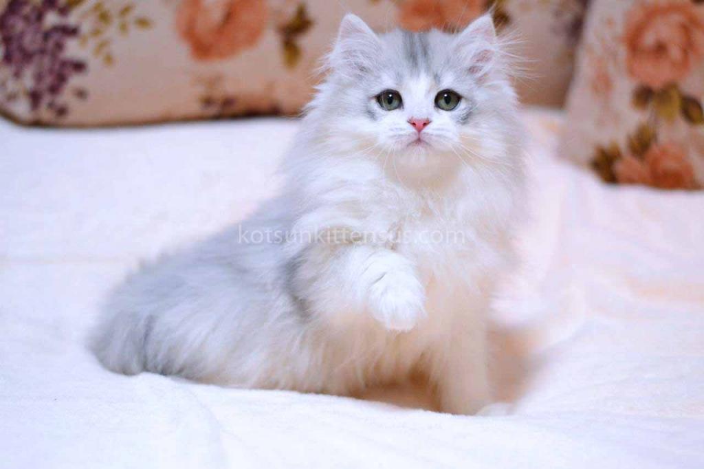 Romka Green Eyes British Silver Bicolor photo 5