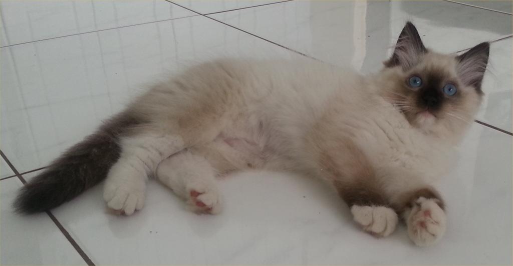Coal Seal Mitted Ragdoll