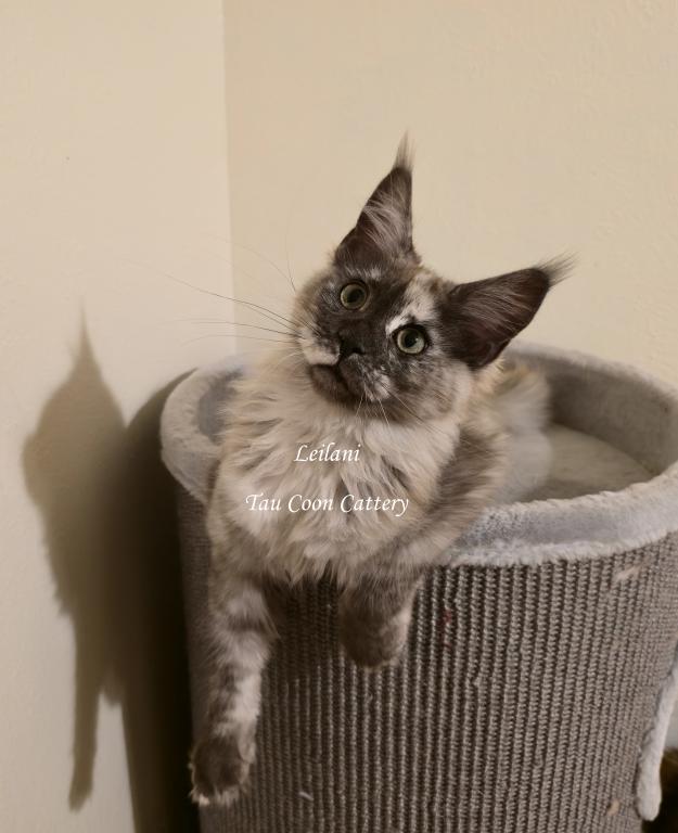 Leilani Black Smoke Tortie photo 40