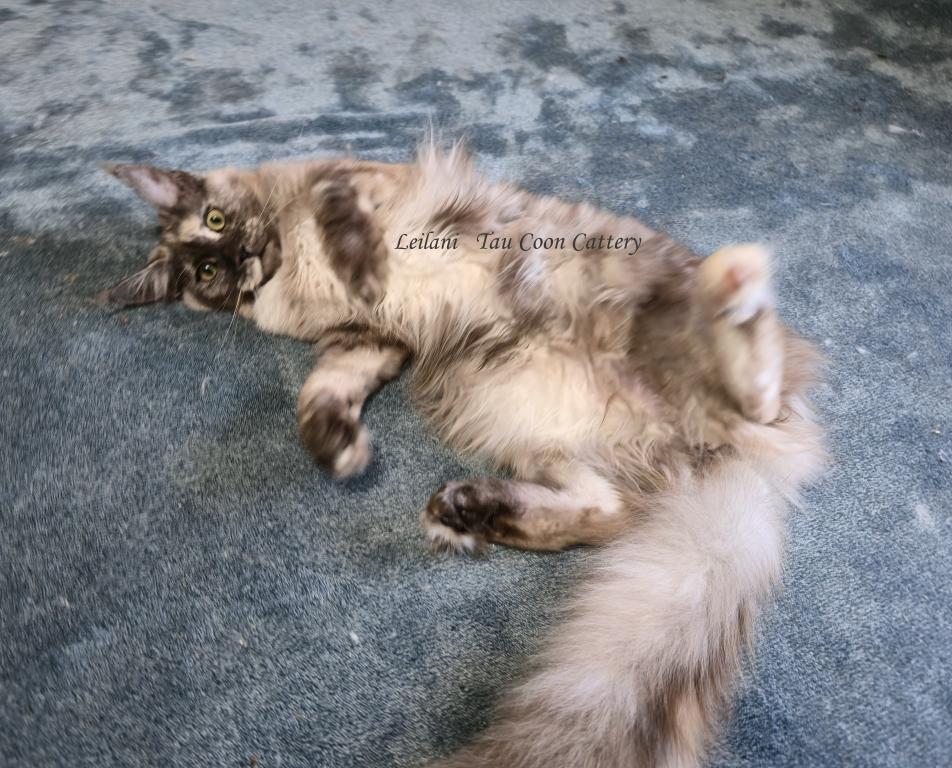 Leilani Black Smoke Tortie photo 14