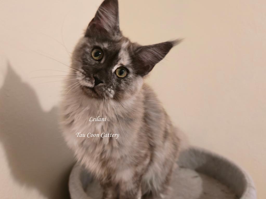 Leilani Black Smoke Tortie photo 30