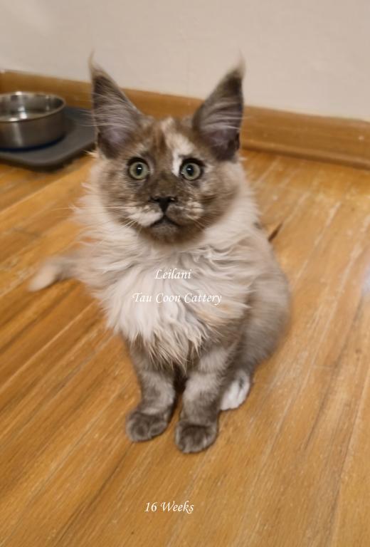 Leilani Black Smoke Tortie photo 62