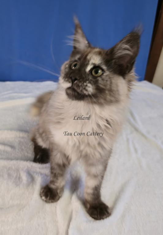 Leilani Black Smoke Tortie photo 43