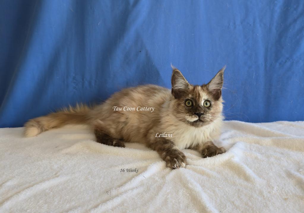 Leilani Black Smoke Tortie photo 63