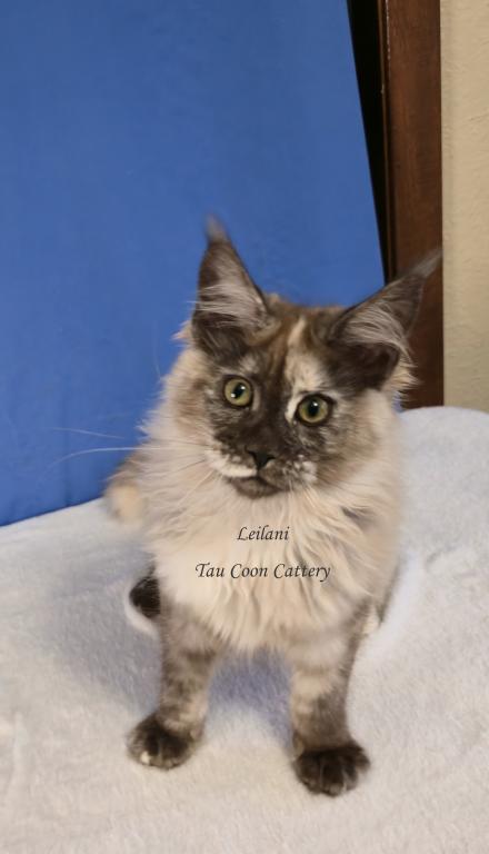 Leilani Black Smoke Tortie photo 52