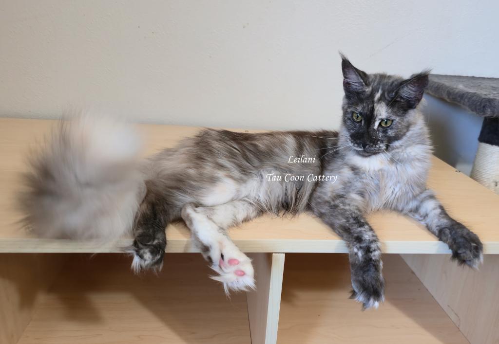 Leilani Black Smoke Tortie photo 38