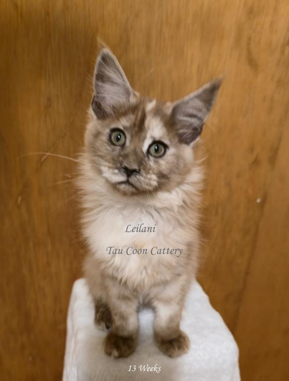 Leilani Black Smoke Tortie photo 75