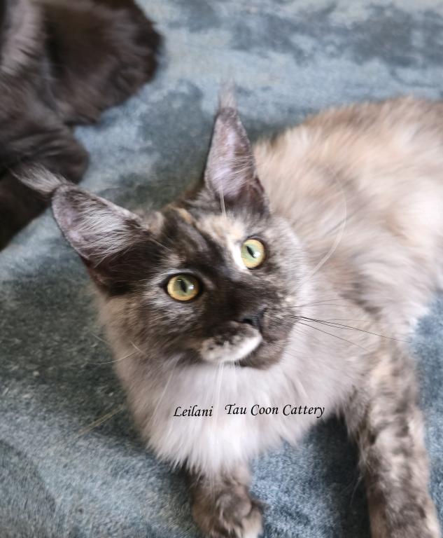Leilani Black Smoke Tortie photo 13