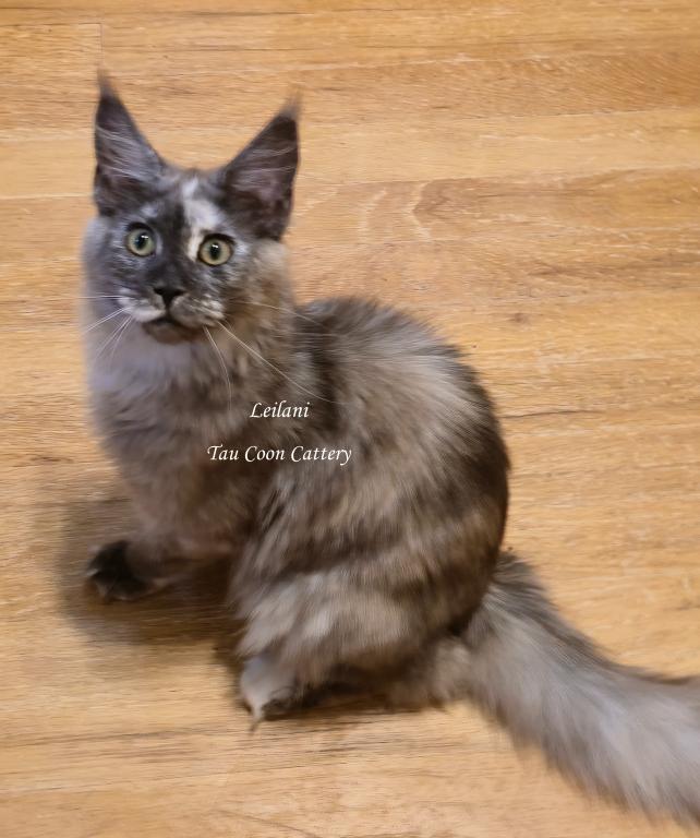 Leilani Black Smoke Tortie photo 22