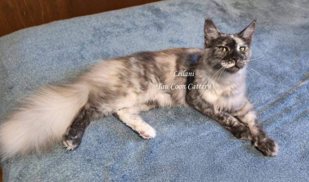 Leilani Black Smoke Tortie photo 22