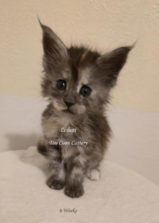 Leilani Black Smoke Tortie photo 100