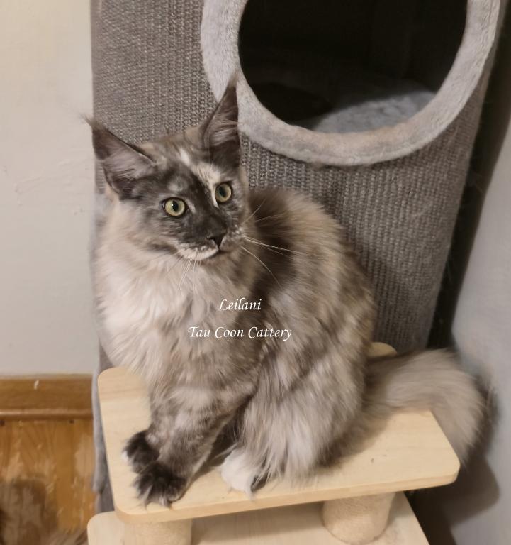 Leilani Black Smoke Tortie photo 24