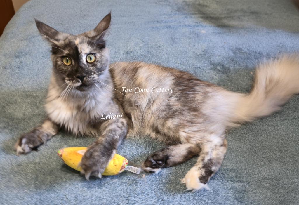 Leilani Black Smoke Tortie photo 28