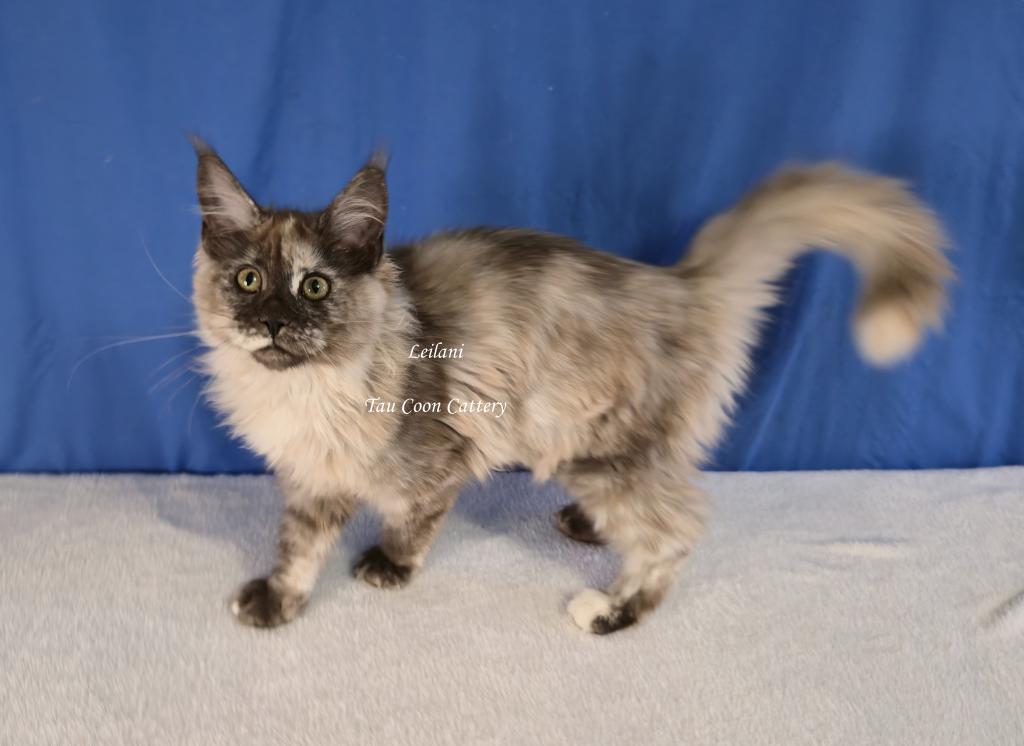 Leilani Black Smoke Tortie photo 42