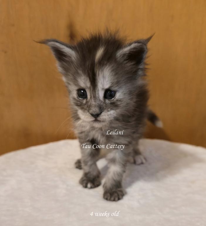 Leilani Black Smoke Tortie photo 5