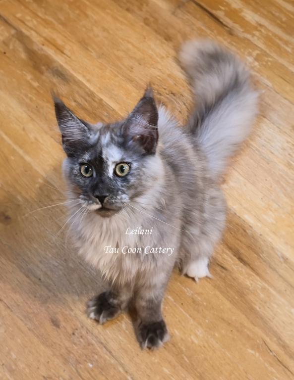 Leilani Black Smoke Tortie photo 27