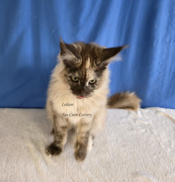 Leilani Black Smoke Tortie photo 45