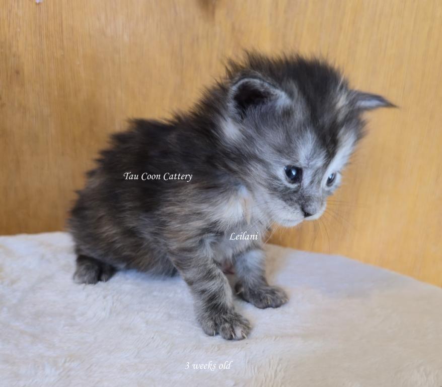 Leilani Black Smoke Tortie photo 12