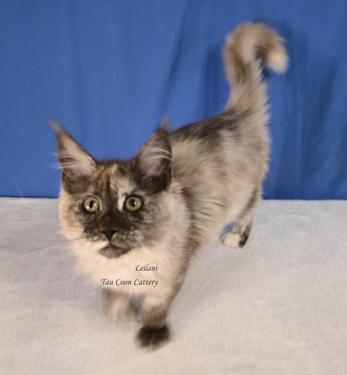 Leilani Black Smoke Tortie photo 41