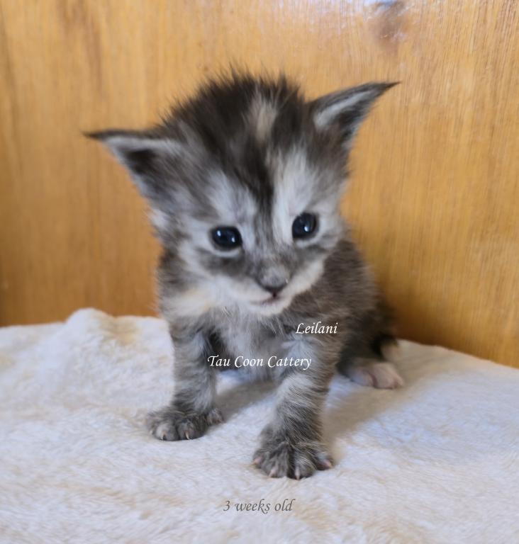 Leilani Black Smoke Tortie photo 10